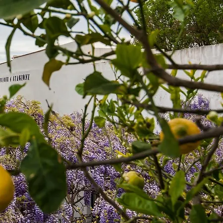 4 スタジョーニ *